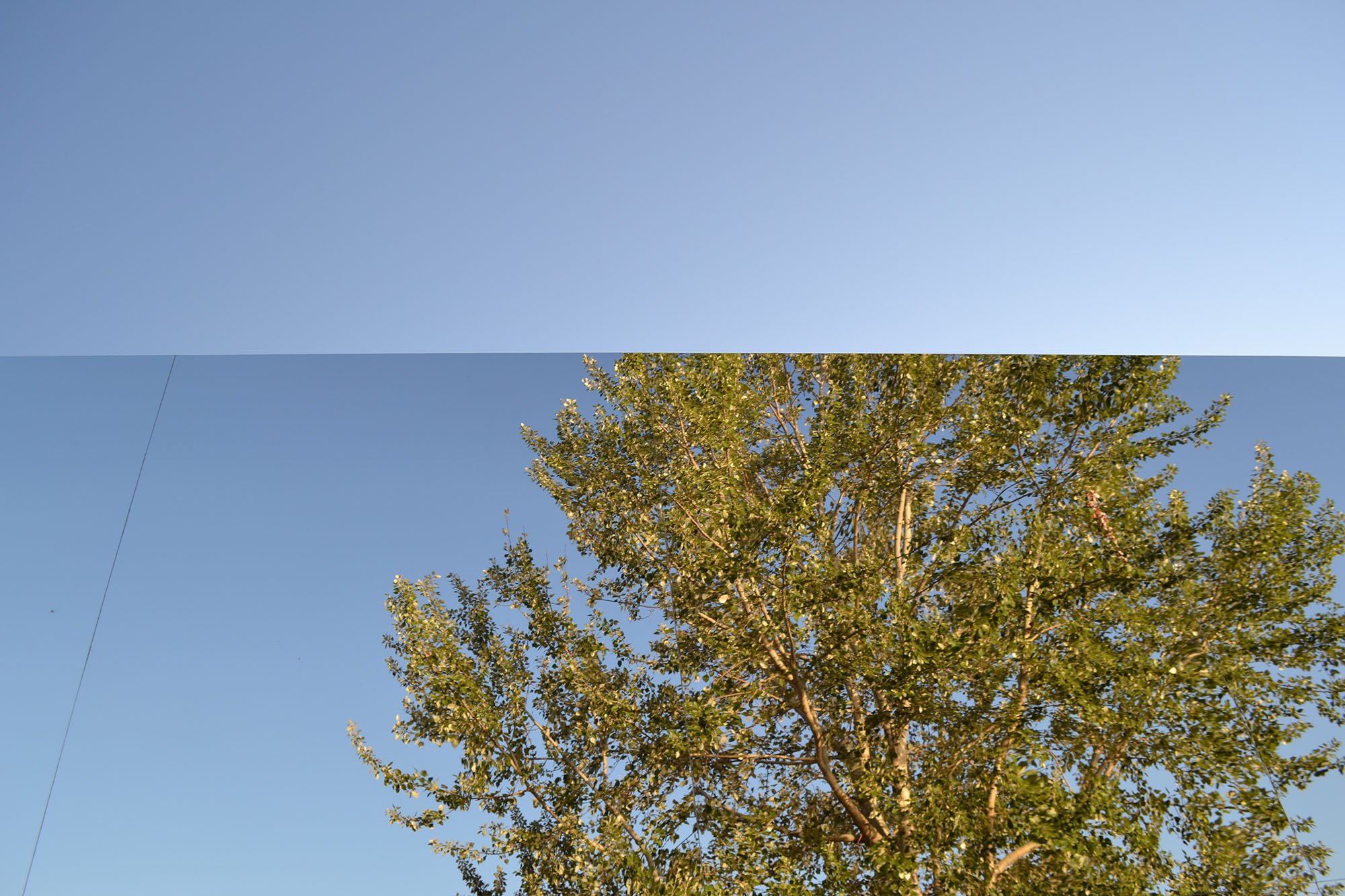 Albero riflesso su facciata a specchio dell’installazione